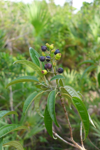 Miconia bicolor