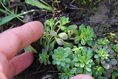 Sedum cepaea