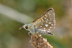 Butleria elwesi
