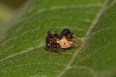 Cyphonia clavigera