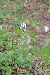 Cardamine tenera