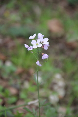 Cardamine tenera
