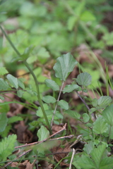 Cardamine tenera