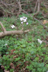 Cardamine tenera