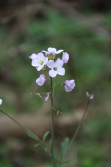 Cardamine tenera
