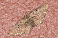 Eccymatoge fulvida