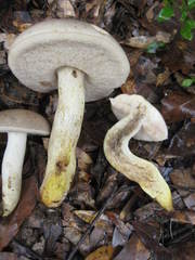 Retiboletus griseus
