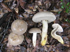 Retiboletus griseus
