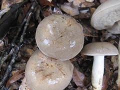Retiboletus griseus