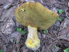 Retiboletus griseus