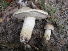 Retiboletus griseus