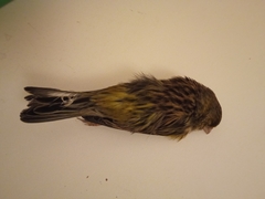 Serinus canaria domesticus