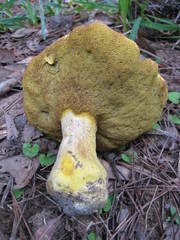 Retiboletus griseus