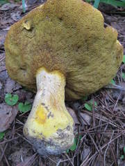 Retiboletus griseus