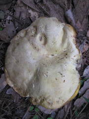 Retiboletus griseus