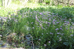 Cardamine uliginosa