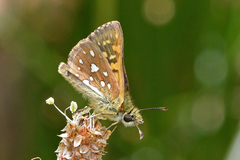 Butleria elwesi