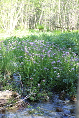 Cardamine uliginosa