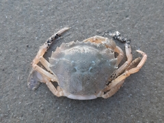 Liocarcinus