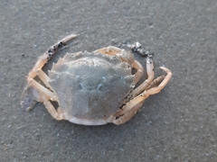 Liocarcinus