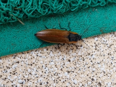 Semiotus luteipennis