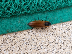 Semiotus luteipennis