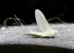 Callibaetis floridanus