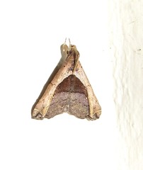 Palthis argenteicincta