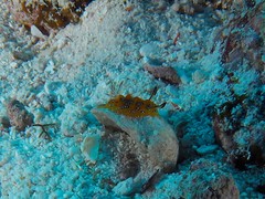 Halgerda indotessellata