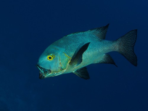 Midnight Snapper — seen at this dive site