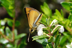 Butleria fruticolens