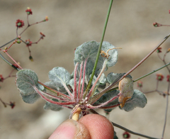 Eriogonum reniforme