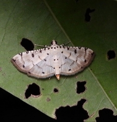 Pycnarmon cribrata