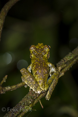 Osteocephalus cabrerai