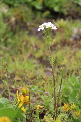 Cardamine uliginosa