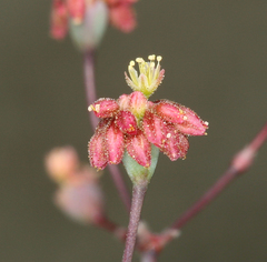Eriogonum reniforme
