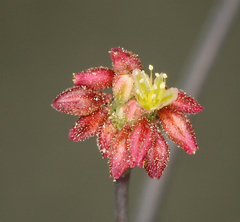 Eriogonum reniforme