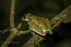 Osteocephalus cabrerai