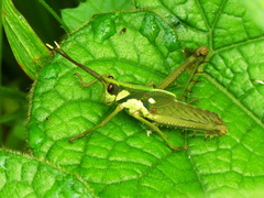 Aeolacris octomaculata
