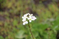 Cardamine uliginosa