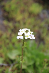 Cardamine uliginosa