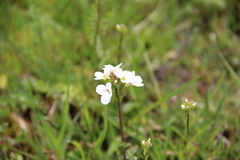 Cardamine uliginosa