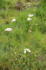 Cardamine uliginosa