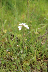 Cardamine uliginosa