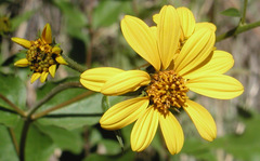 Heliopsis parvifolia