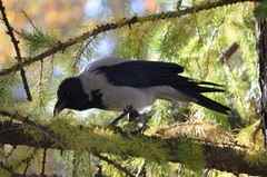 Corvus cornix