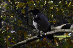 Corvus cornix