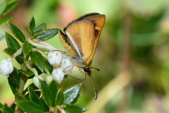 Butleria fruticolens