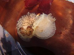 Acanthodoris rhodoceras