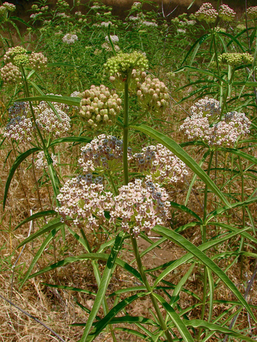 narrowleaf milkweed